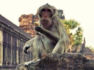 Angkor Wat Affen