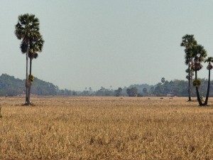 Kambodscha Monsun Trockenzeit