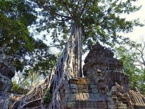 Gewaltige Bäume am Ta Prohm Tempel