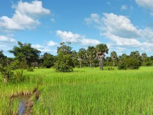 Reisfelder und Landschaft in Kambodscha