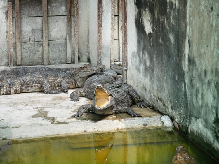 Krokodilfarm bei Battambang